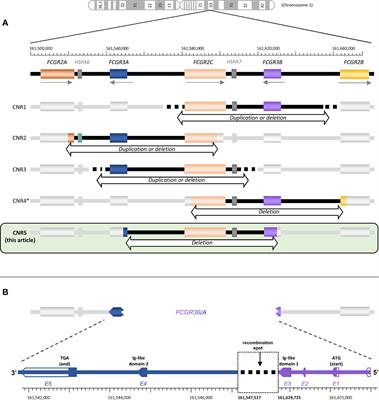 FCGR Genetic Variation in Two Populations From Ecuador Highlands—Extensive Copy-Number Variation, Distinctive Distribution of Functional Polymorphisms, and a Novel, Locally Common, Chimeric FCGR3B/A (CD16B/A) Gene